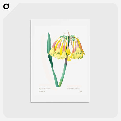 アートポストカード-Antique plant - ピエール ジョゼフ ルドゥーテ Postcard.