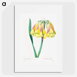 Antique plant - Pierre Joseph Redouté Poster.