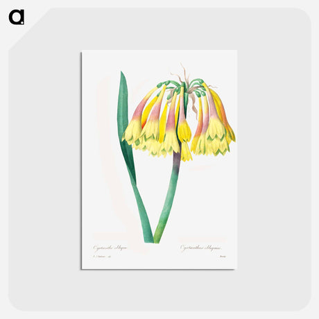 アートポストカード-Antique plant - ピエール ジョゼフ ルドゥーテ Postcard.