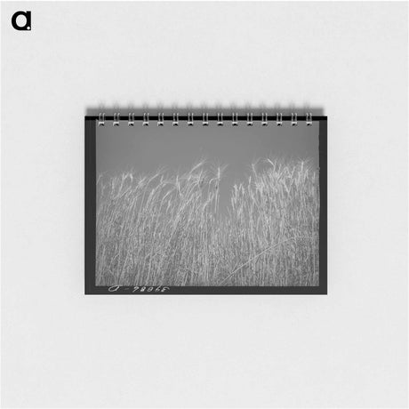 アートメモ帳-Packing Lettuce
 - ラッセル リー Memo.