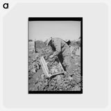 アートポストカード-Packing Lettuce
 - ラッセル リー Postcard.