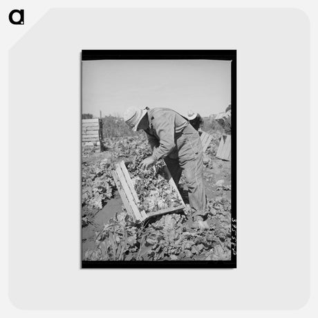 アートポストカード-Packing Lettuce
 - ラッセル リー Postcard.