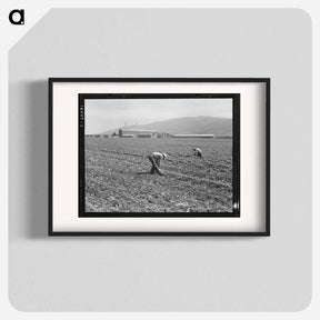 アートポスター-Spreckels sugar factory and sugar beet field with Mexican and Filipino workers thinning sugar beets - ドロテア ラング Poster.