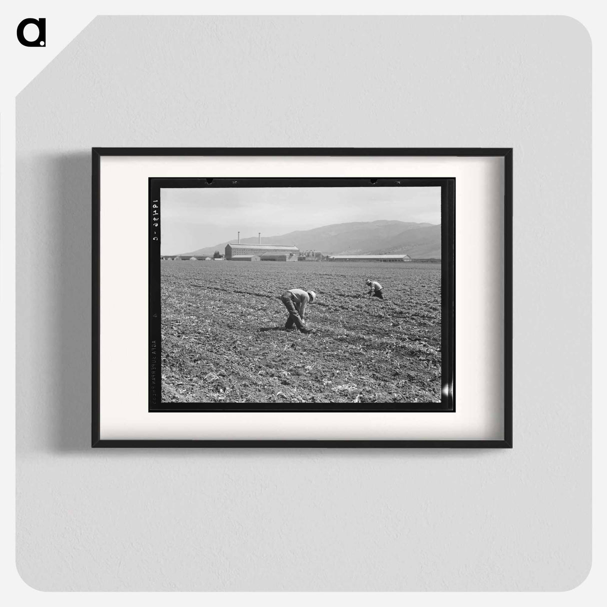 Spreckels sugar factory and sugar beet field with Mexican and Filipino workers thinning sugar beets - Dorothea Lange Poster.