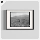 Spreckels sugar factory and sugar beet field with Mexican and Filipino workers thinning sugar beets - Dorothea Lange Poster.