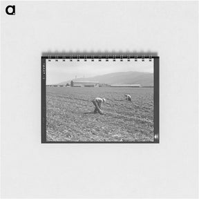 アートメモ帳-Spreckels sugar factory and sugar beet field with Mexican and Filipino workers thinning sugar beets - ドロテア ラング Memo.