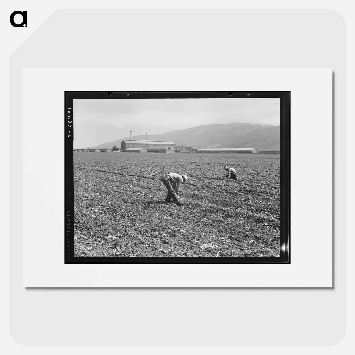 Spreckels sugar factory and sugar beet field with Mexican and Filipino workers thinning sugar beets - Dorothea Lange Poster.