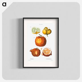 アートポスター-Citrus in various shapes and sizes - ピエール ジョゼフ ルドゥーテ Poster.