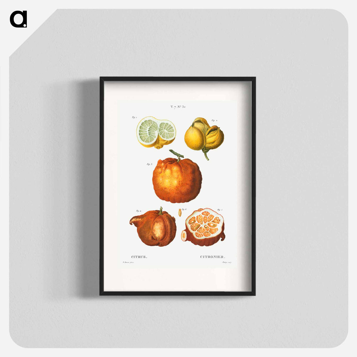 Citrus in various shapes and sizes - ピエール ジョゼフ ルドゥーテ Poster.