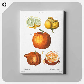 アートパネル-Citrus in various shapes and sizes - ピエール ジョゼフ ルドゥーテ Canvas.