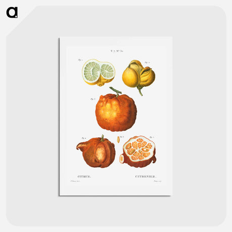 アートポストカード-Citrus in various shapes and sizes - ピエール ジョゼフ ルドゥーテ Postcard.