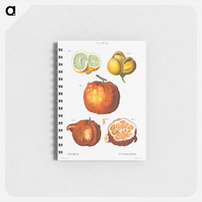アートメモ帳-Citrus in various shapes and sizes - ピエール ジョゼフ ルドゥーテ Memo.