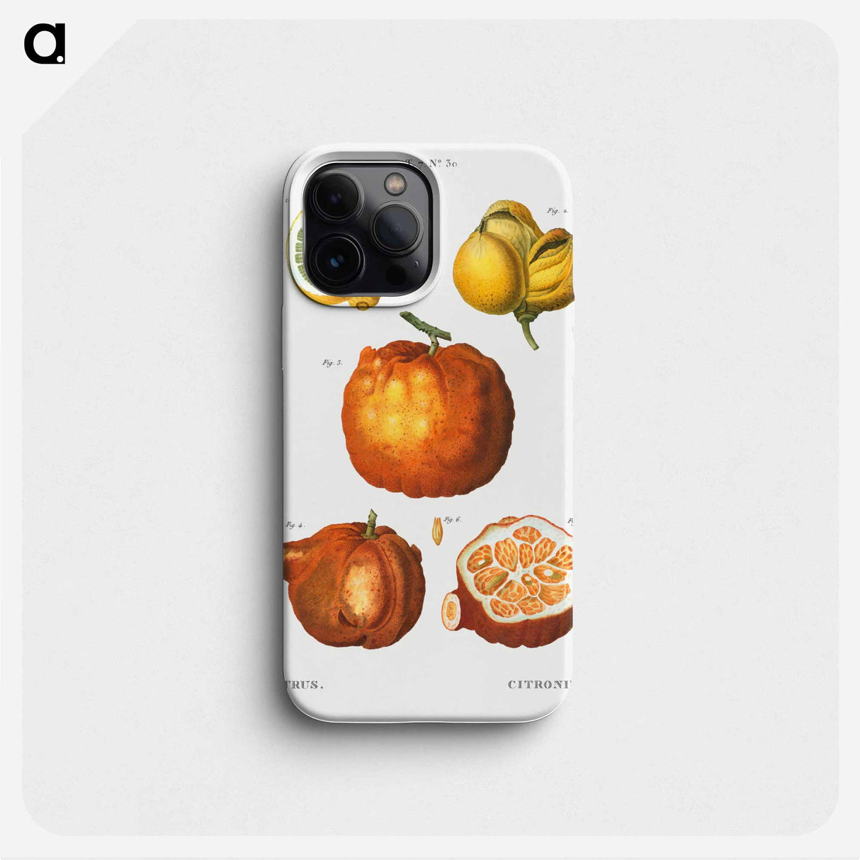 Citrus in various shapes and sizes - ピエール ジョゼフ ルドゥーテ Phone Case.