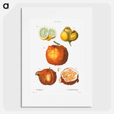 Citrus in various shapes and sizes - ピエール ジョゼフ ルドゥーテ Poster.