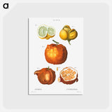 アートポストカード-Citrus in various shapes and sizes - ピエール ジョゼフ ルドゥーテ Postcard.