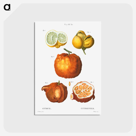 アートポストカード-Citrus in various shapes and sizes - ピエール ジョゼフ ルドゥーテ Postcard.