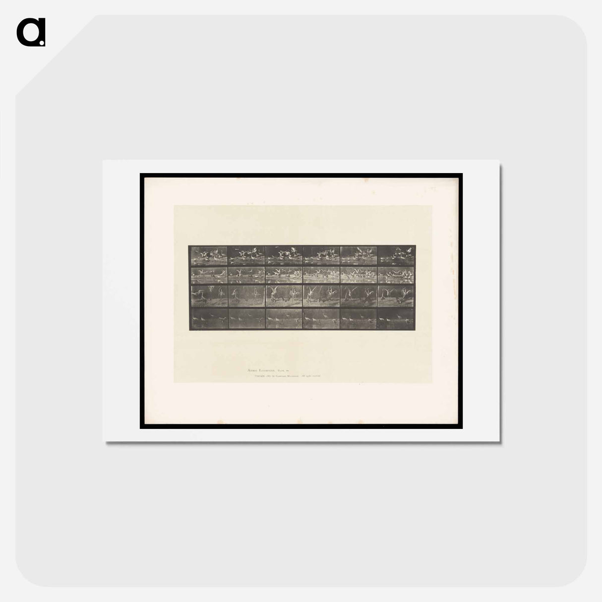 アートポストカード-Swans and Storks
 - エドワード マイブリッジ Postcard.