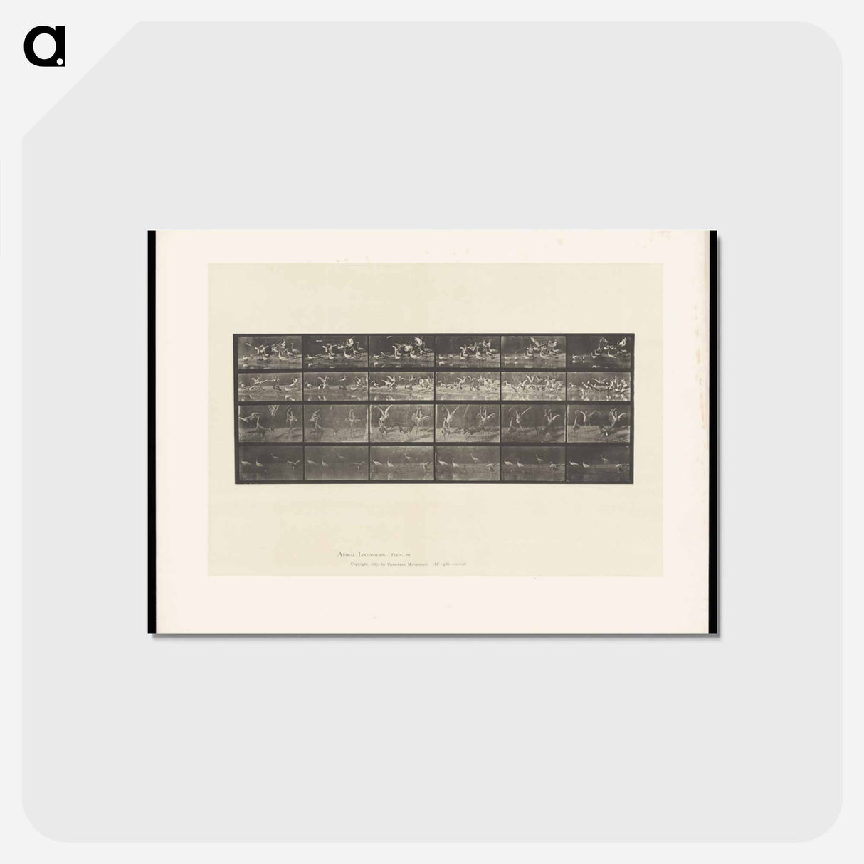 アートポストカード-Swans and Storks
 - エドワード マイブリッジ Postcard.