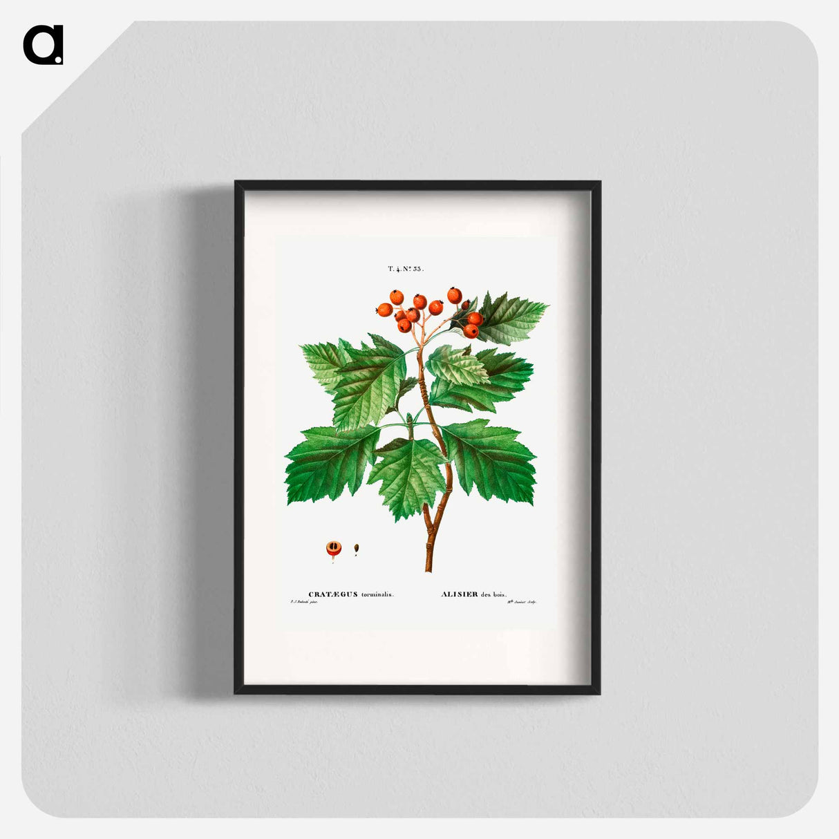 Hawthorn - Pierre Joseph Redouté Poster.