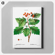 アートパネル-Hawthorn - ピエール ジョゼフ ルドゥーテ Canvas.