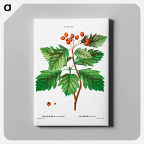 アートパネル-Hawthorn - ピエール ジョゼフ ルドゥーテ Canvas.