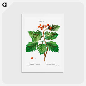 アートポストカード-Hawthorn - ピエール ジョゼフ ルドゥーテ Postcard.