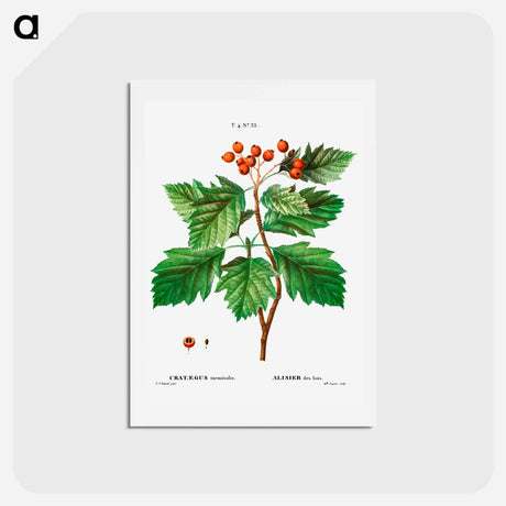 アートポストカード-Hawthorn - ピエール ジョゼフ ルドゥーテ Postcard.