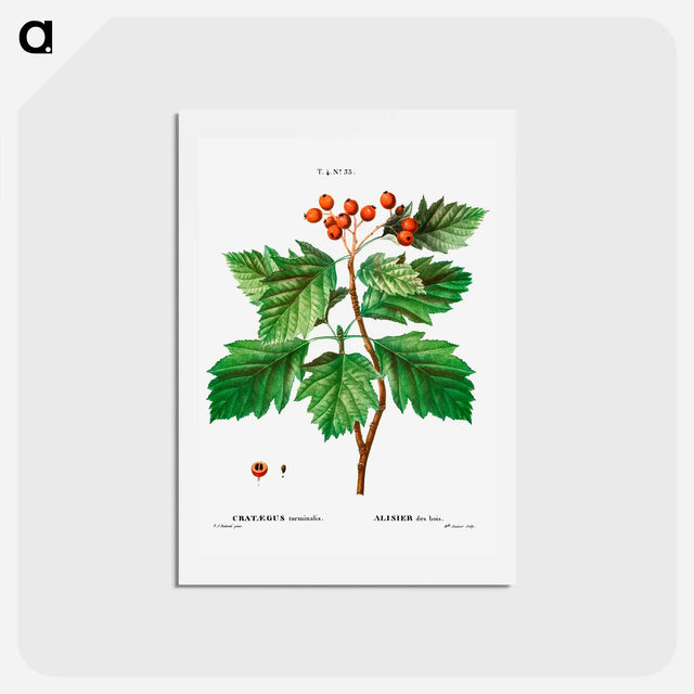 アートポストカード-Hawthorn - ピエール ジョゼフ ルドゥーテ Postcard.