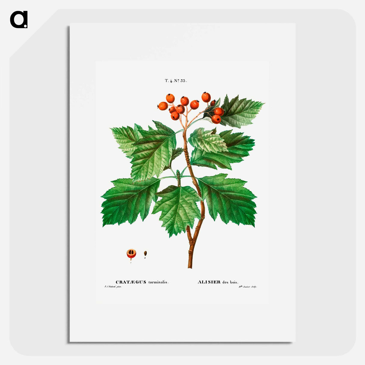 Hawthorn - Pierre Joseph Redouté Poster.