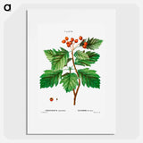 Hawthorn - Pierre Joseph Redouté Poster.