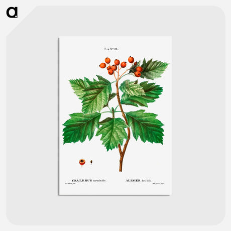 アートポストカード-Hawthorn - ピエール ジョゼフ ルドゥーテ Postcard.