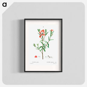アートポスター-Kalmia glauca (Kalmia glauque) - ピエール ジョゼフ ルドゥーテ Poster.