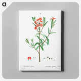 アートパネル-Kalmia glauca (Kalmia glauque) - ピエール ジョゼフ ルドゥーテ Canvas.