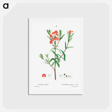 アートポストカード-Kalmia glauca (Kalmia glauque) - ピエール ジョゼフ ルドゥーテ Postcard.
