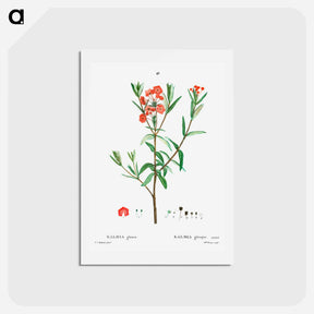 アートポストカード-Kalmia glauca (Kalmia glauque) - ピエール ジョゼフ ルドゥーテ Postcard.