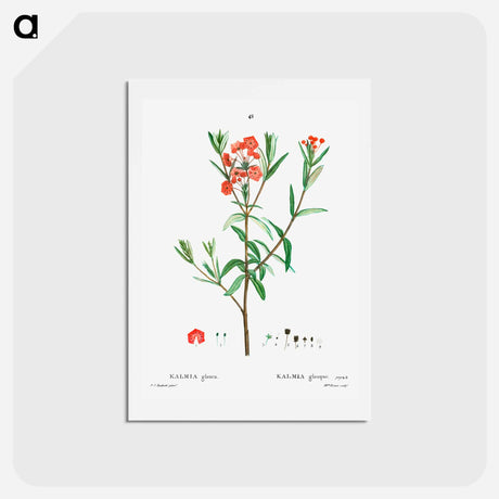 アートポストカード-Kalmia glauca (Kalmia glauque) - ピエール ジョゼフ ルドゥーテ Postcard.