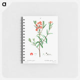 Kalmia glauca (Kalmia glauque) - ピエール ジョゼフ ルドゥーテ Memo.