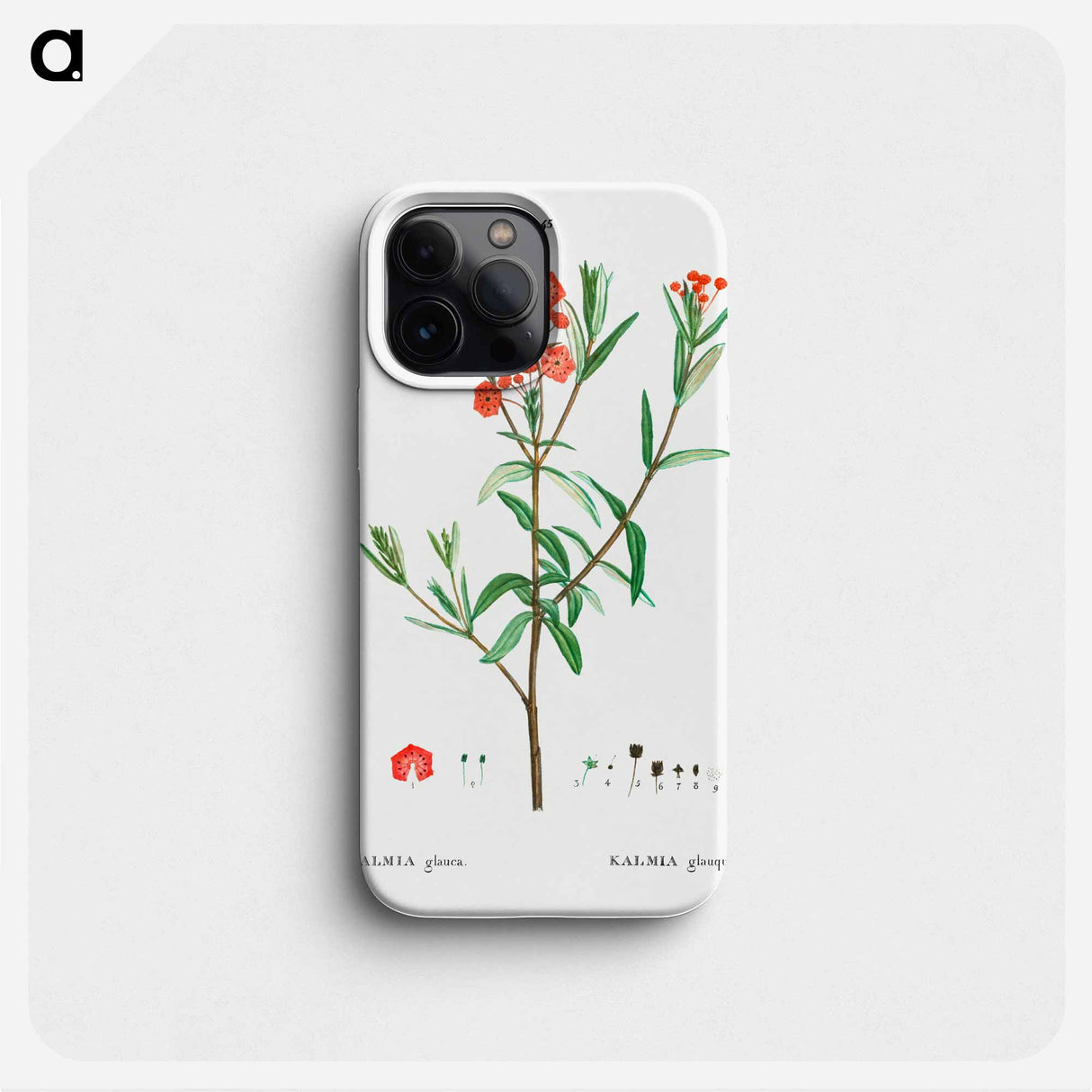 Kalmia glauca (Kalmia glauque) - ピエール ジョゼフ ルドゥーテ Phone Case.