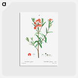 アートポストカード-Kalmia glauca (Kalmia glauque) - ピエール ジョゼフ ルドゥーテ Postcard.