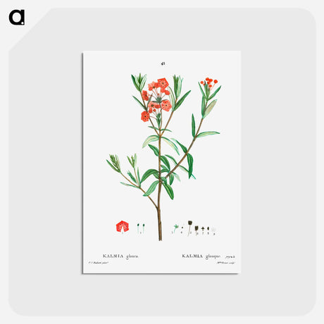 アートポストカード-Kalmia glauca (Kalmia glauque) - ピエール ジョゼフ ルドゥーテ Postcard.