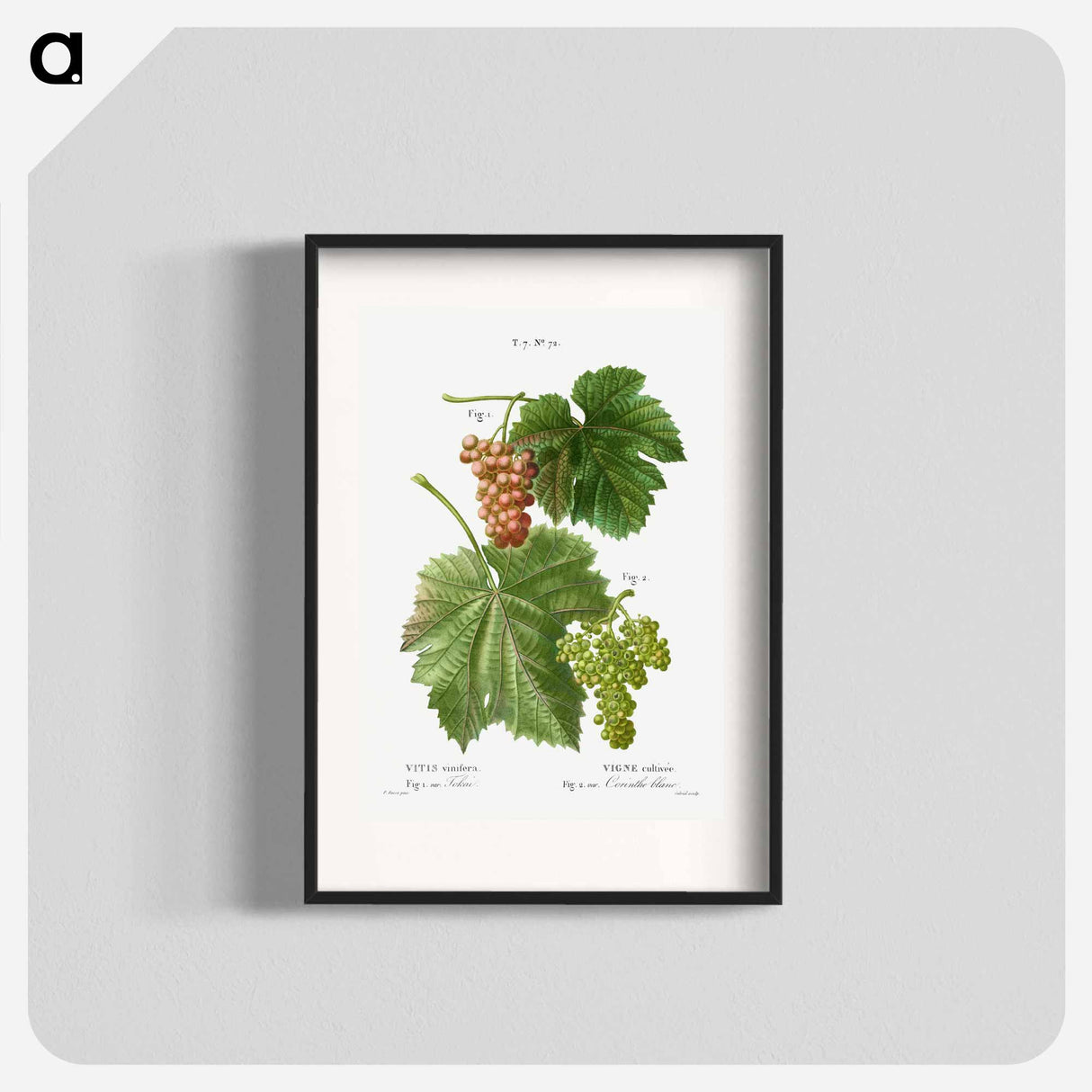 Grape vine, Vitis vinifera - ピエール ジョゼフ ルドゥーテ Poster.