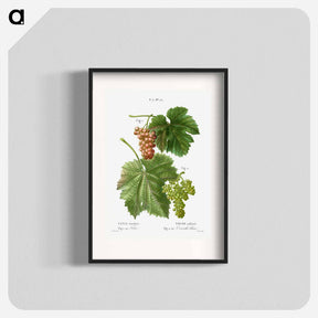 アートポスター-Grape vine, Vitis vinifera - ピエール ジョゼフ ルドゥーテ Poster.