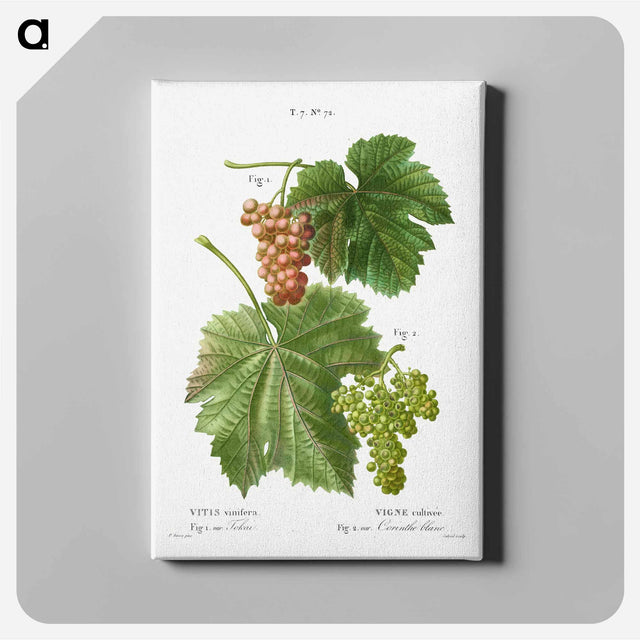 アートパネル-Grape vine, Vitis vinifera - ピエール ジョゼフ ルドゥーテ Canvas.
