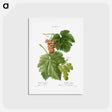 アートポストカード-Grape vine, Vitis vinifera - ピエール ジョゼフ ルドゥーテ Postcard.