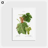 アートポストカード-Grape vine, Vitis vinifera - ピエール ジョゼフ ルドゥーテ Postcard.