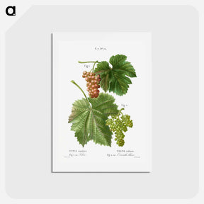 アートポストカード-Grape vine, Vitis vinifera - ピエール ジョゼフ ルドゥーテ Postcard.