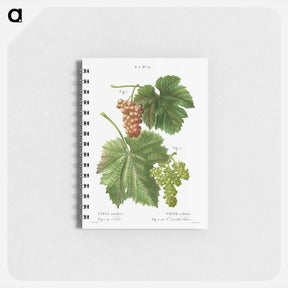 アートメモ帳-Grape vine, Vitis vinifera - ピエール ジョゼフ ルドゥーテ Memo.