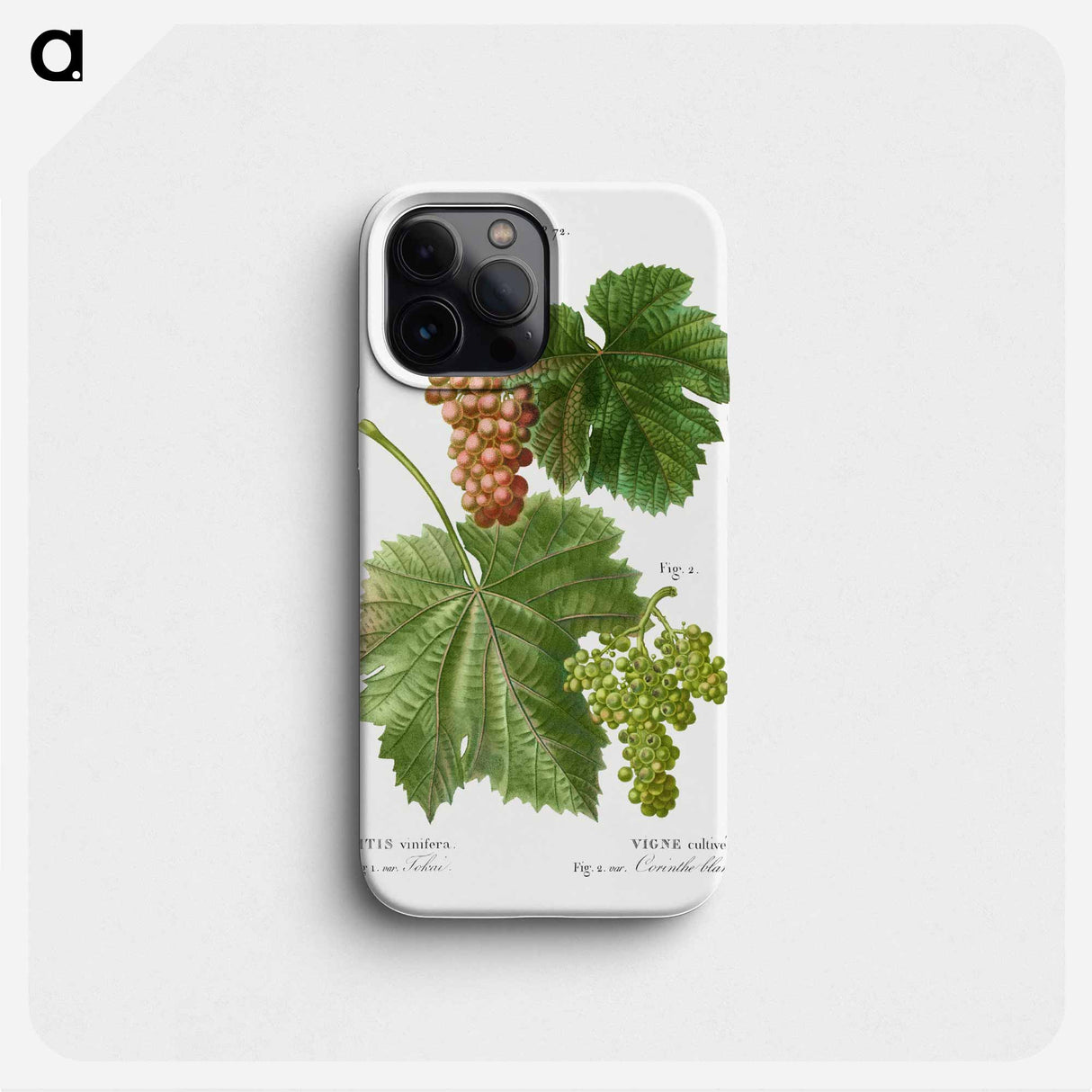 Grape vine, Vitis vinifera - ピエール ジョゼフ ルドゥーテ Phone Case.