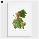 Grape vine, Vitis vinifera - ピエール ジョゼフ ルドゥーテ Poster.