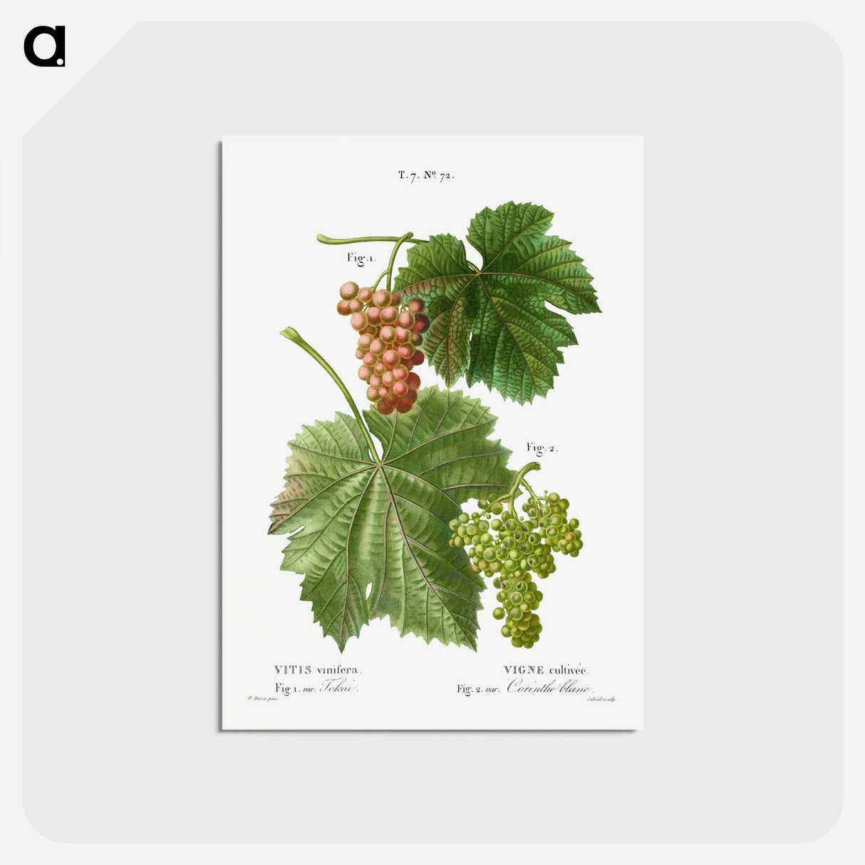 アートポストカード-Grape vine, Vitis vinifera - ピエール ジョゼフ ルドゥーテ Postcard.
